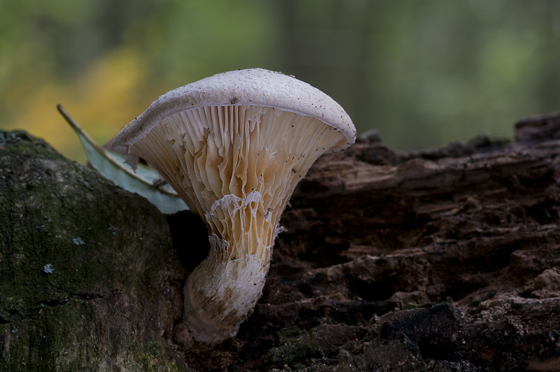 Pleurotus dryinus